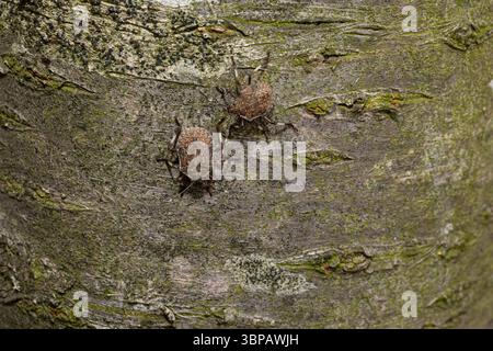 Two mottled shield bugs are slowly crawling on the bark of a tree Stock Photo