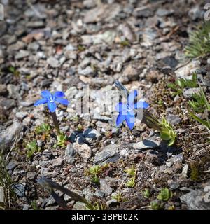 Short-leaved Gentian (Gentiana brachyphylla), beautiful blue flower from high-altitude Alps Stock Photo