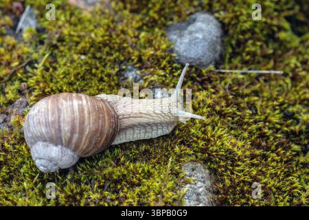 a snail (helix pomatia) is grazing on green moss, (known as the Roman snail, Burgundy snail, edible snail or escargot). Stock Photo