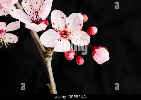 flower plum myrobalan in a garden in Madrid Stock Photo