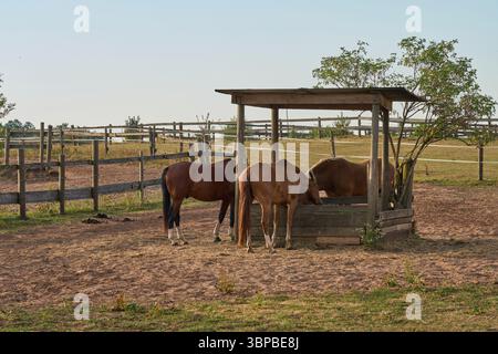Brown horses feeding under a wooden shelter in a paddock on a sunny summer day. Authentic rural farm scene and animal husbandry in the countryside. Stock Photo