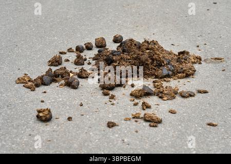 Fresh horse manure scattered on a paved asphalt road. Stock Photo