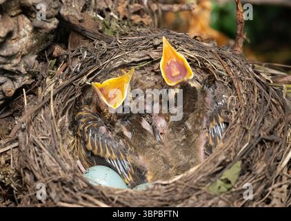Song Thrush,Turdus philomelos, nest containing two altricial chicks with gaping beaks and two unhatched eggs, Queen's Park, London, United Kingdom Stock Photo