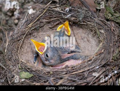 Song Thrush,Turdus philomelos, nest containing two altricial chicks with gaping mouths, Queen's Park, London, United Kingdom Stock Photo