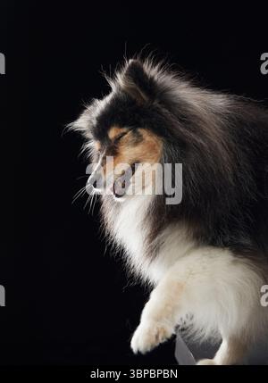 A long-haired sheltie appears to laugh or smile under studio light. Its fluffy fur spreads outward in motion. Stock Photo
