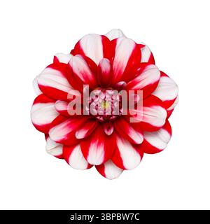 Red and white dahlia flower close-up isolated on white background Stock Photo