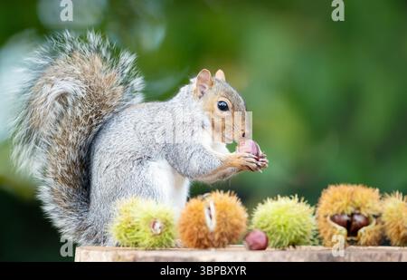 Grey squirrel eating sweet chestnut fruit in autumn, UK. Stock Photo