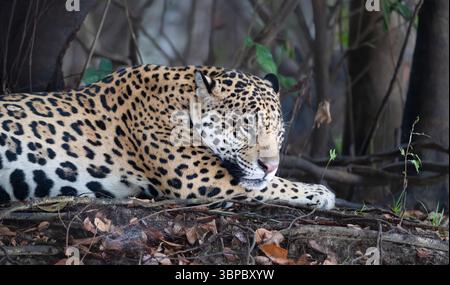 Close-up of a jaguar (Panthera onca) resting on a river bank, Pantanal, Brazil. Stock Photo