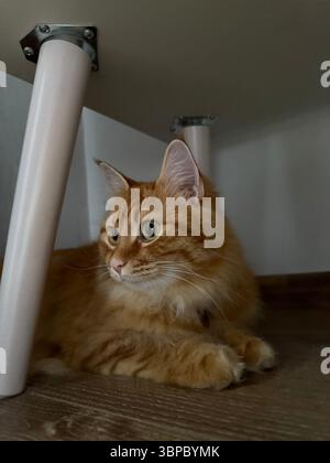 This image shows an orange tabby cat lying on a wooden floor under a table. The cat has long fur and is alert, looking sideways. The photo includes th Stock Photo
