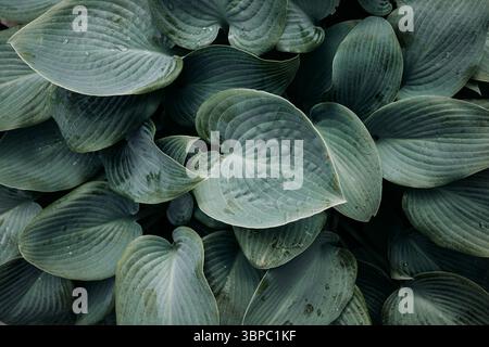 Lush Green Hosta Leaves with Raindrops in a Garden on a Summer Morning. Top View Background Image. Stock Photo