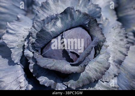 Red cabbage growing in garden. Soon ready to harvest cabbage plant with large green leaves. Lush summer vegetable background. Blue Kraut, Red Kraut or Stock Photo