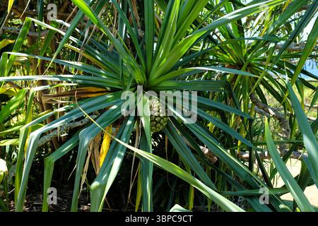 Female Pandanus tectorius tree, known as Hala tree in Hawaiian language, with segmented fruit resembling a pineapple; Tourist Pineapple; Kauai, Hawaii Stock Photo