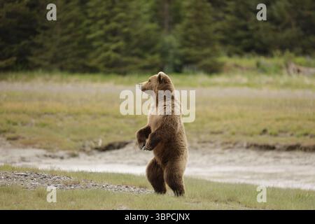 Standing Brown Bear Alaska Stock Photo