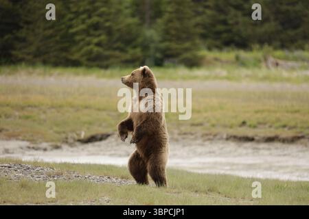 Standing Brown Bear Alaska Stock Photo