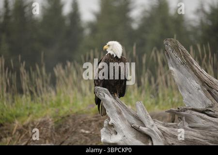 Bald Eagle Silver Salmon Creek Lodge Stock Photo