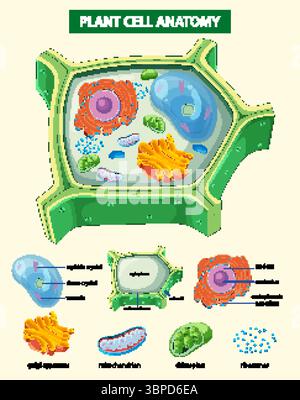 Colorful vector illustration of plant cell anatomy with labeled organelles, highlighting structure and function in educational style Stock Vector