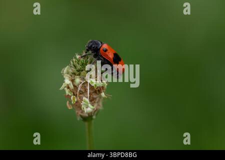Bright red beetle with black spots in natural setting, macro image of wild insect on plant against defocused background Stock Photo