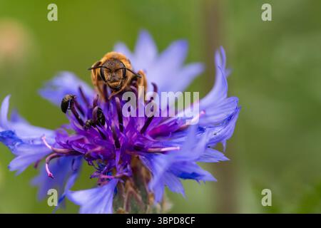 Bee harvesting nectar from vivid blue flower in summer meadow, macro image with focus on interaction between insect and plant Stock Photo