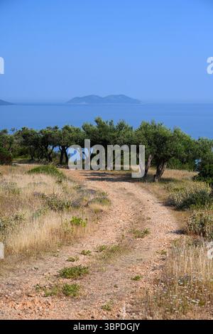 Olive trees on the Albanian coast. Albanian landscape with mountains and trees. Summer in Albania Stock Photo