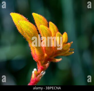 Close-up view of kangaroo paw Stock Photo