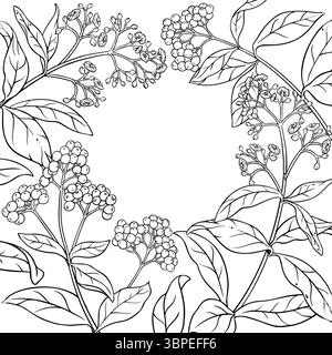 Allspice Branch with Berries Outline Frame. Stock Vector