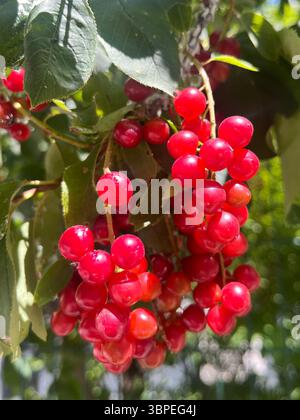 Chokecherry or Prunus virginiana L. Rosaceae red ripening fruits on tree branch in Summer, Bulgaria, Southeastern Europe, Balkans Virginia bird cherry Stock Photo