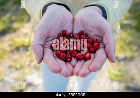 Hands holding freshly picked wild strawberries outdoors in summer Stock Photo