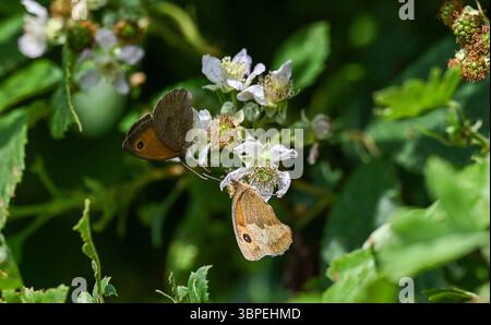 Small Heath butterflies Coenonympha pamphilus resting on blackberry bushes at Arlington Reservoir in East Sussex , England UK Stock Photo