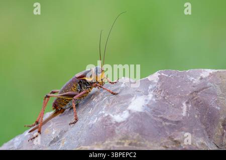 Periodical cicada (Magicicada sp.) nymph  on rock, close up, Colorado, USA. Stock Photo