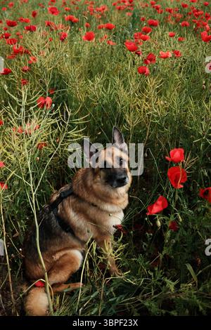 German Shepherd dog sitting calmly in a field of tall grass and blooming red poppies, looking up. Stock Photo