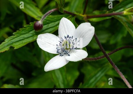 riverside windflower (Eriocapitella rivularis Stock Photo - Alamy