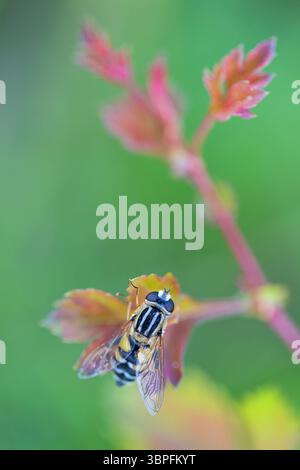 Large marsh hoverfly, Helophilus trivittatus, insects, flies, animals, Stock Photo