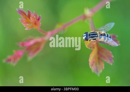Large marsh hoverfly, Helophilus trivittatus, insects, flies, animals, Stock Photo