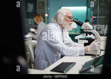 Senior Caucasian man with hair and beard examining sample using microscope in scientific laboratory, wearing lab coat and gloves, female scientist working in background Stock Photo