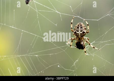 A spider is sitting on a web, with a small insect in its mouth. The spider appears to be waiting for its prey Stock Photo