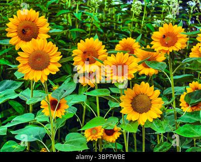 Vibrant Field of Blooming Sunflowers with Bees – Bright Yellow Floral Nature Background for Wallpaper, Screensaver, Marketing, Web Design, Social Media, and Digital Advertising Use Stock Photo