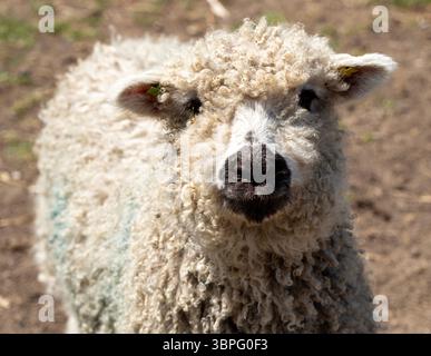 A Greyface Dartmoor Sheep (lamb) at Hadleigh farm, who have a rare breeds centre Stock Photo