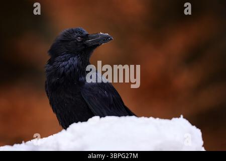 Black bird raven sitting on the tree trunk in the forest nature habitat, animal in autumn wood, Finland. Snow in winter, Europe. Stock Photo