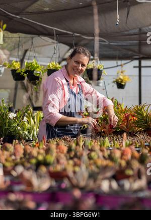 Female gardener trimming red-leaved succulent on nursery bench under shade cloth with hanging pots Stock Photo