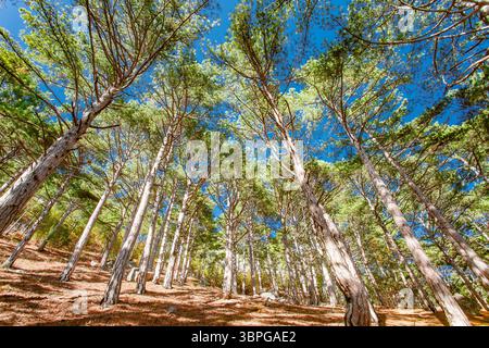 coniferous forest with pines, bottom view, at day Stock Photo