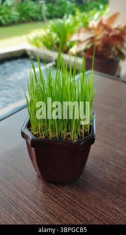 Close-up of young rice seedlings (Oryza sativa) growing in a small dark brown pot on a wooden table, with a blurred garden in the background. Symbol o Stock Photo