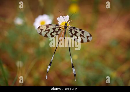 Sinuated Spoonwing, Nemoptera sinuata, dragonfly buttefly similar insect on white yellow fower bloom in the nature habitat, near the Arda River, Easte Stock Photo
