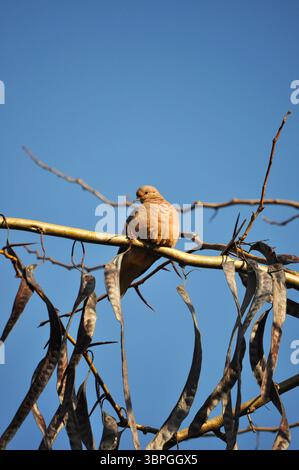 Turtledove perched on dry branches of a tree with pods Stock Photo