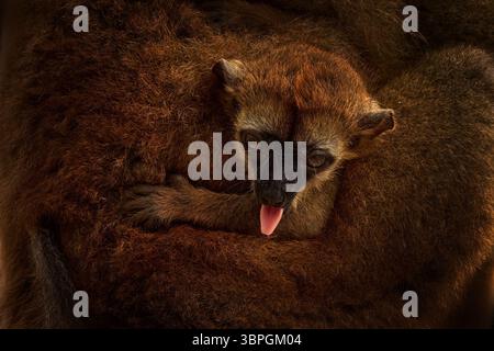 Brown animal from Africa, wildlife nature. Young monkey lemur in the mother fur coat. Cub baby of Red-fronted brown Lemur, Eulemur fulvus rufus, Akani Stock Photo