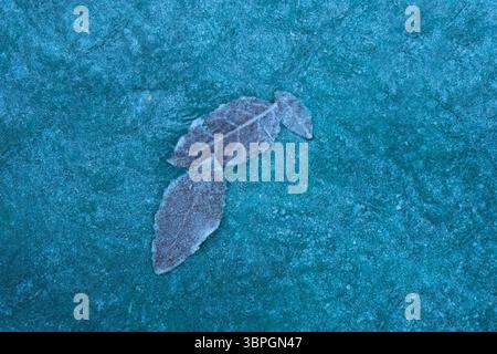 Tree leaves frozen in ice Stock Photo