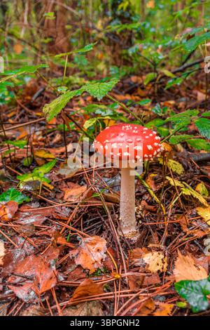 A beautifull little red fly agaric mushroom standing in an autumn forest Stock Photo