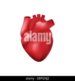 Heart shaped anatomical illustrations in bright red realistic 3d style depictions focused on details Stock Vector