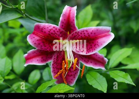 Close-up of Stagazer Lily (Lilium 'Stargazer') blossom with mustard yellow anthers in the center Stock Photo