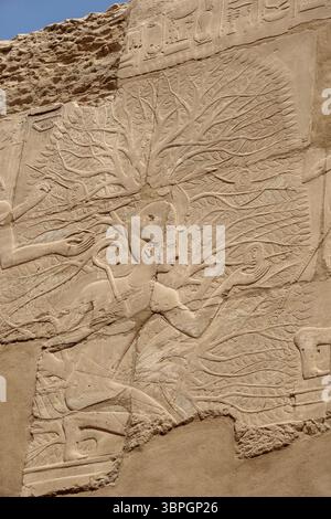 Close up of relief work showing Seti I in the Persea Tree on  North wall at the Temple at Karnak, Luxor Egypt Stock Photo