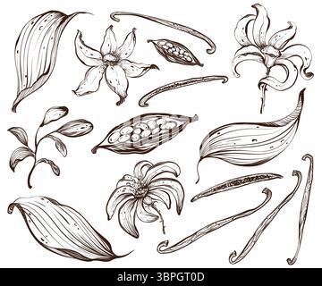 Vanilla Flowers And Pods Vector Line Set Stock Vector